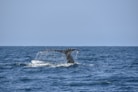 photography of whale fluke its tale
