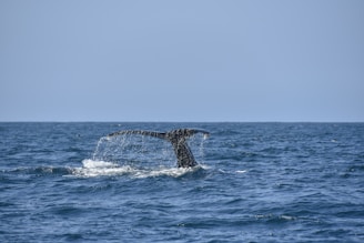 photography of whale fluke its tale