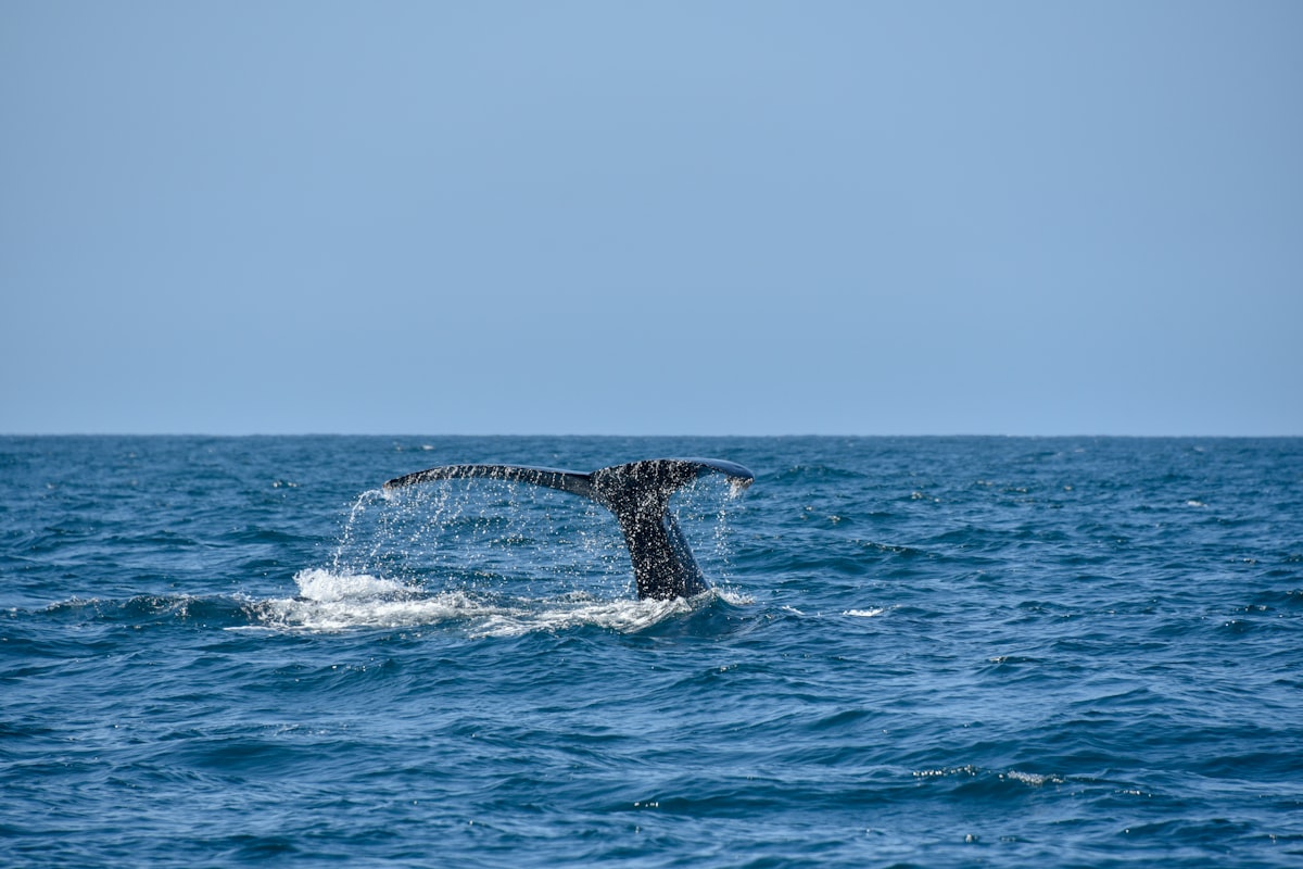 Guia completo para a observação de baleias em Los Cabos