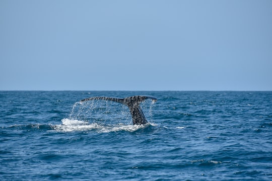 photography of whale fluke its tale in Los Cabos Mexico