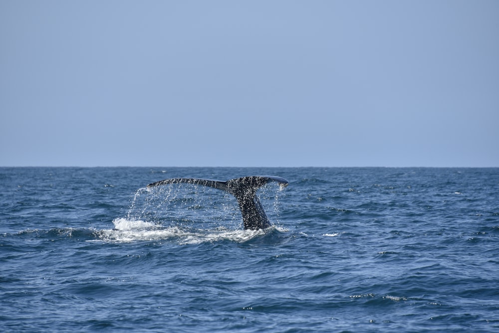 photography of whale fluke its tale