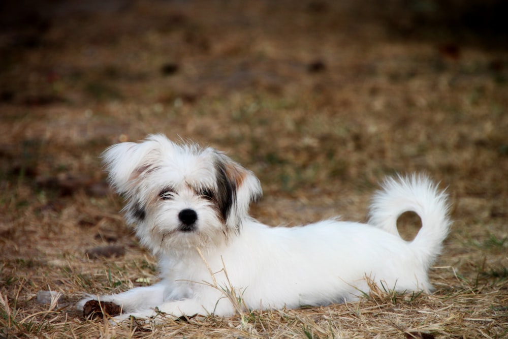茶色の舗道に横たわる白と茶色のロングコートの子犬