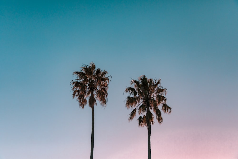 two green palm trees
