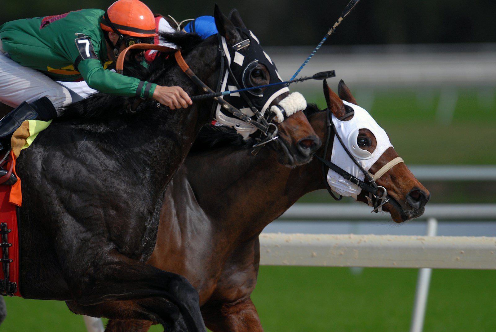 Thoroughbred horses racing