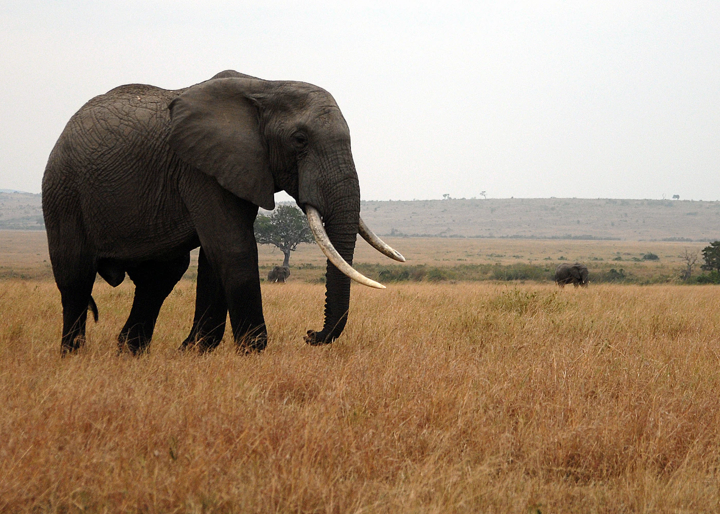 Maasai Mara Sunrise Game Drive
