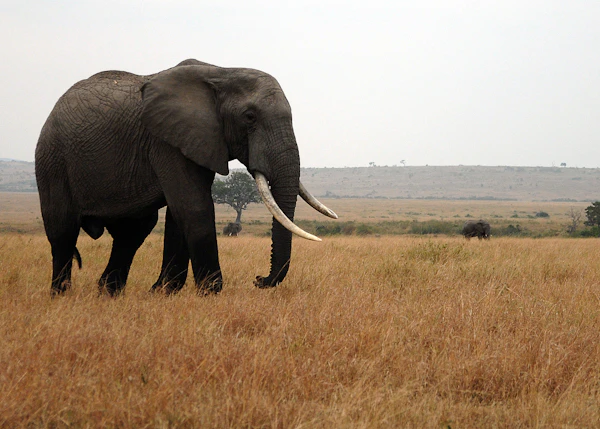 Viajar a Kenia