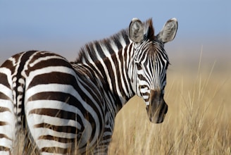 zebra standing on wheat field