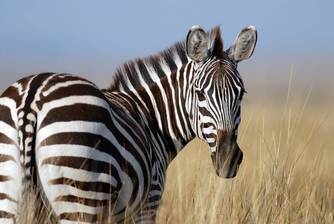 zebra