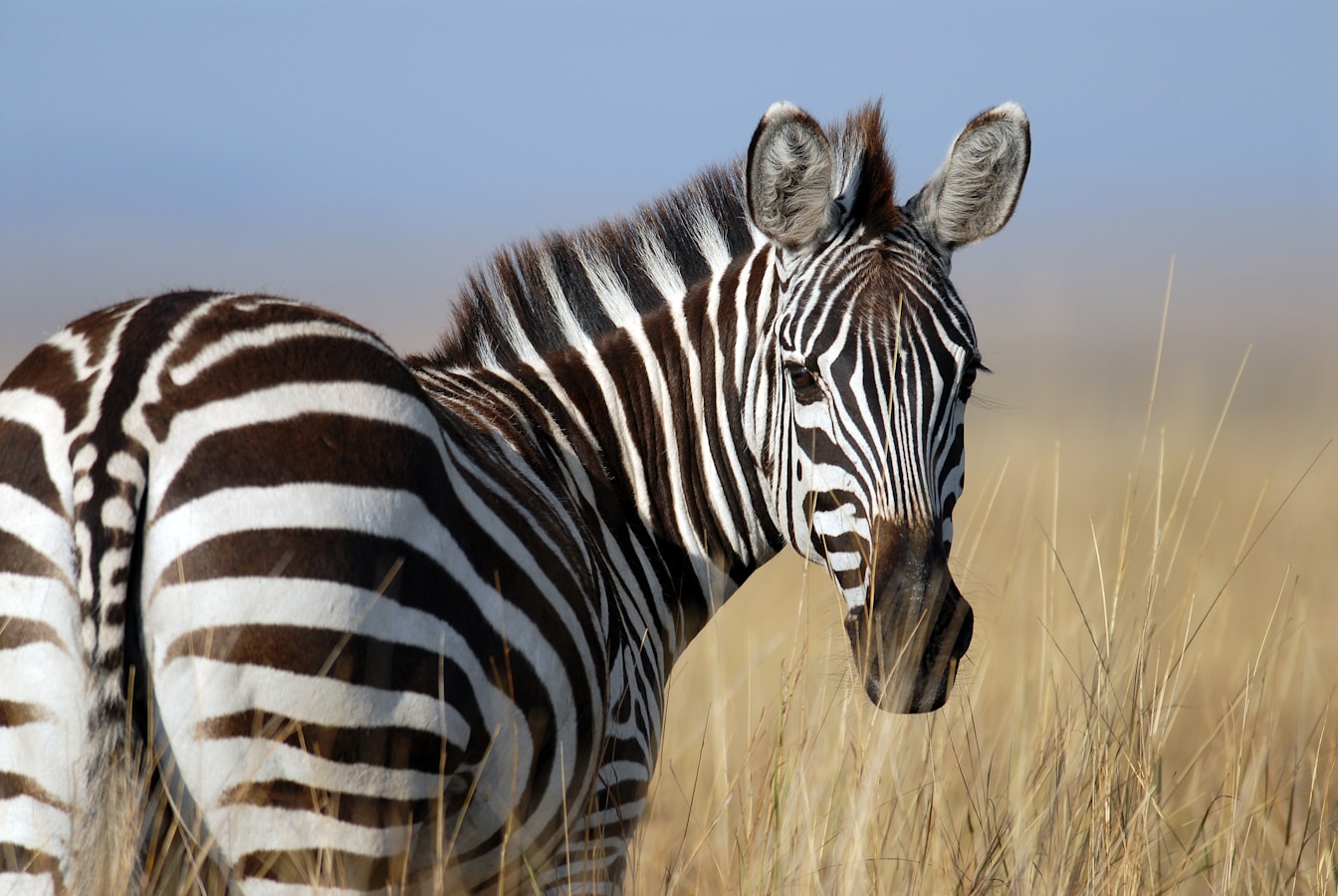 zebra standing on wheat field, looking back towards the camera