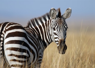zebra standing on wheat field