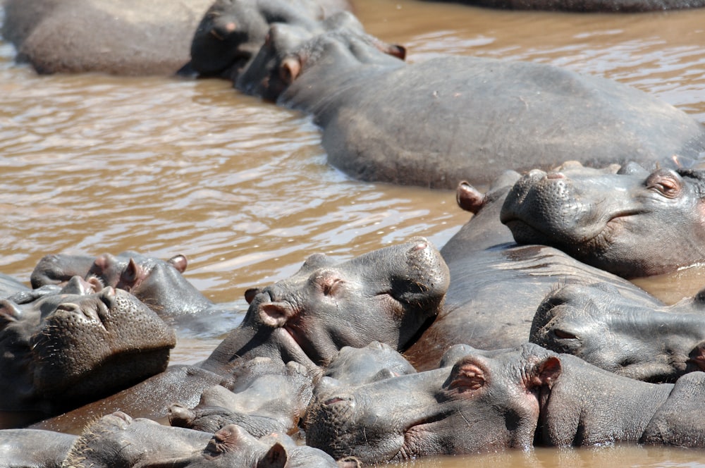 Manada de hipopótamos negros nadando en un cuerpo de agua