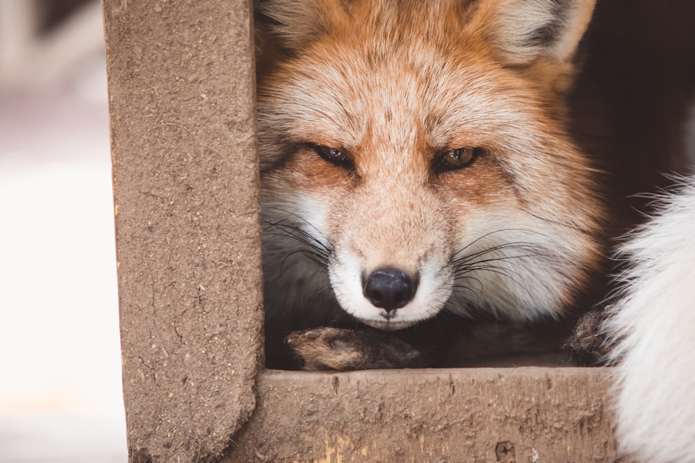 wildlife photography of red fox