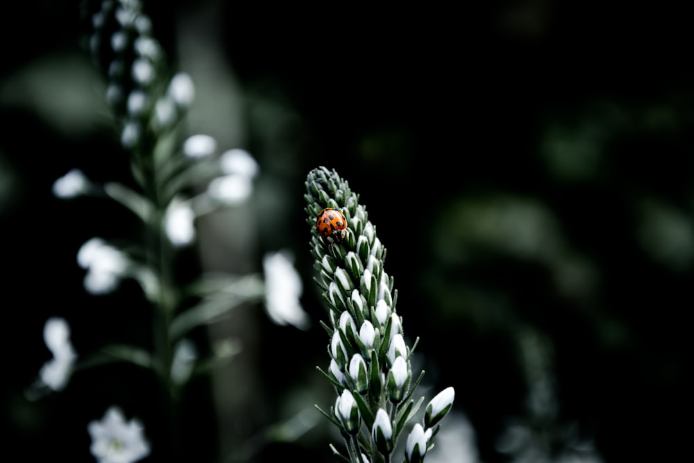 ladybug on white flowers