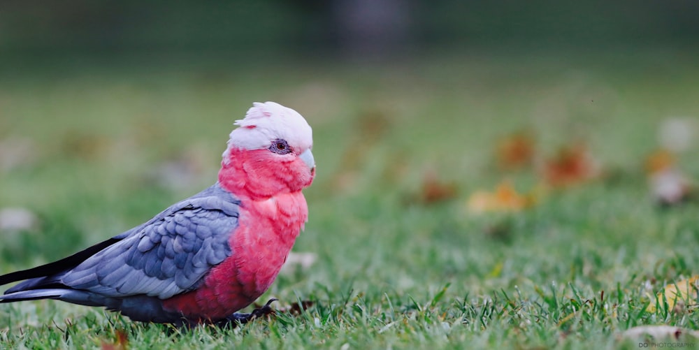 red and blue bird on grass in selective focus photography