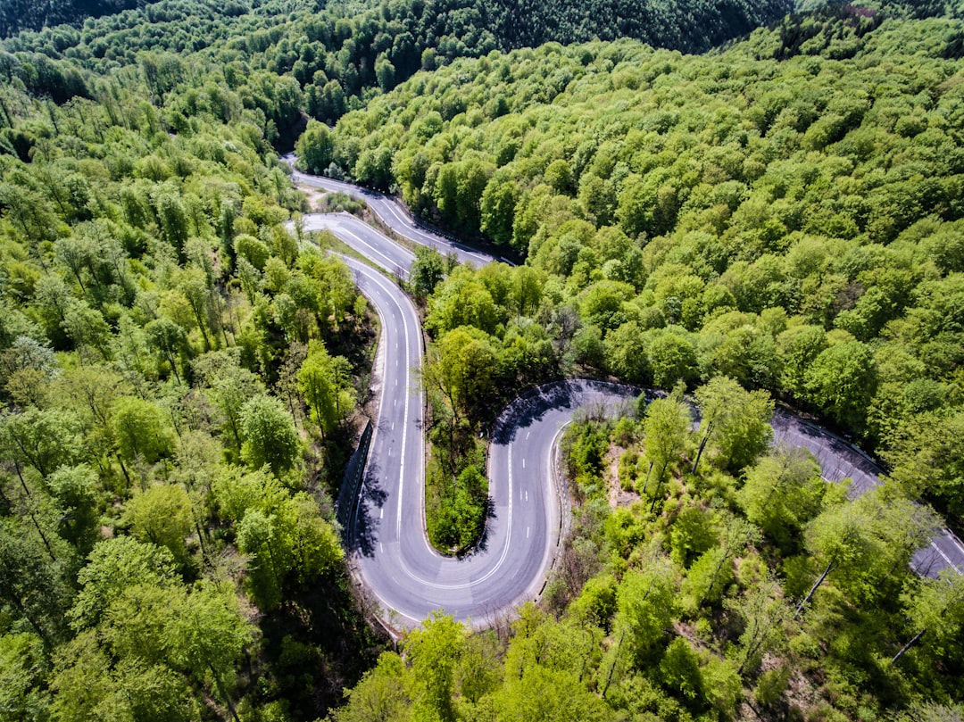 Forest photo spot DN13 Livezi Ciuc