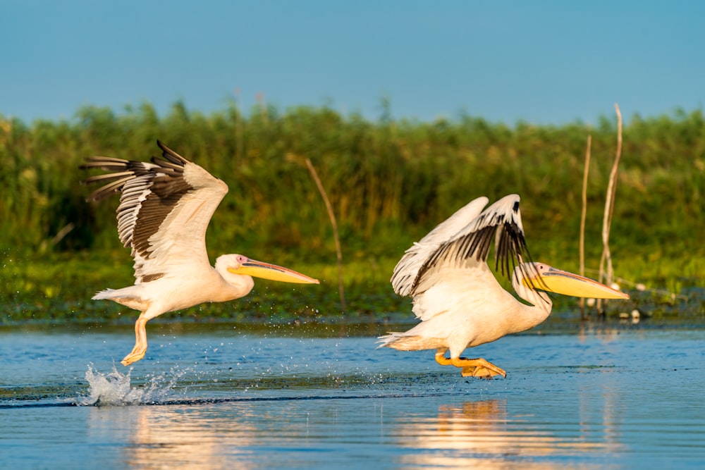 two pelicans flying above water during daytime