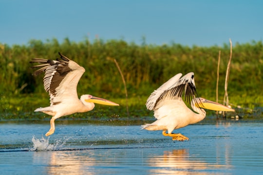 two pelicans flying above water during daytime in Danube Delta Biosphere Reserve Romania