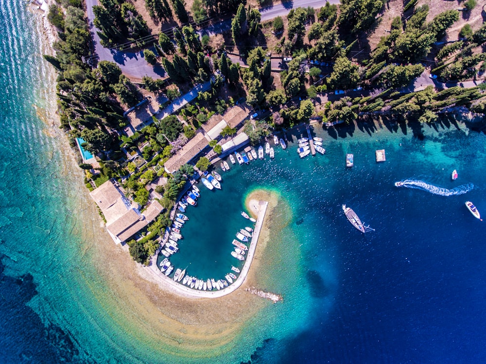 aerial photography of trees near ocean during daytime