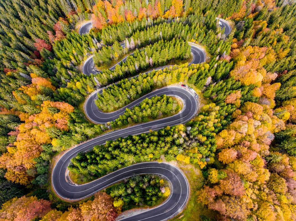 asphalt road surrounded by trees