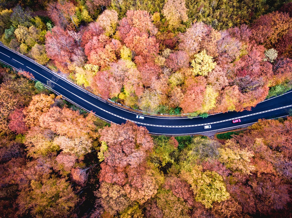 fotografia aérea de estrada entre árvores vermelhas e amarelas