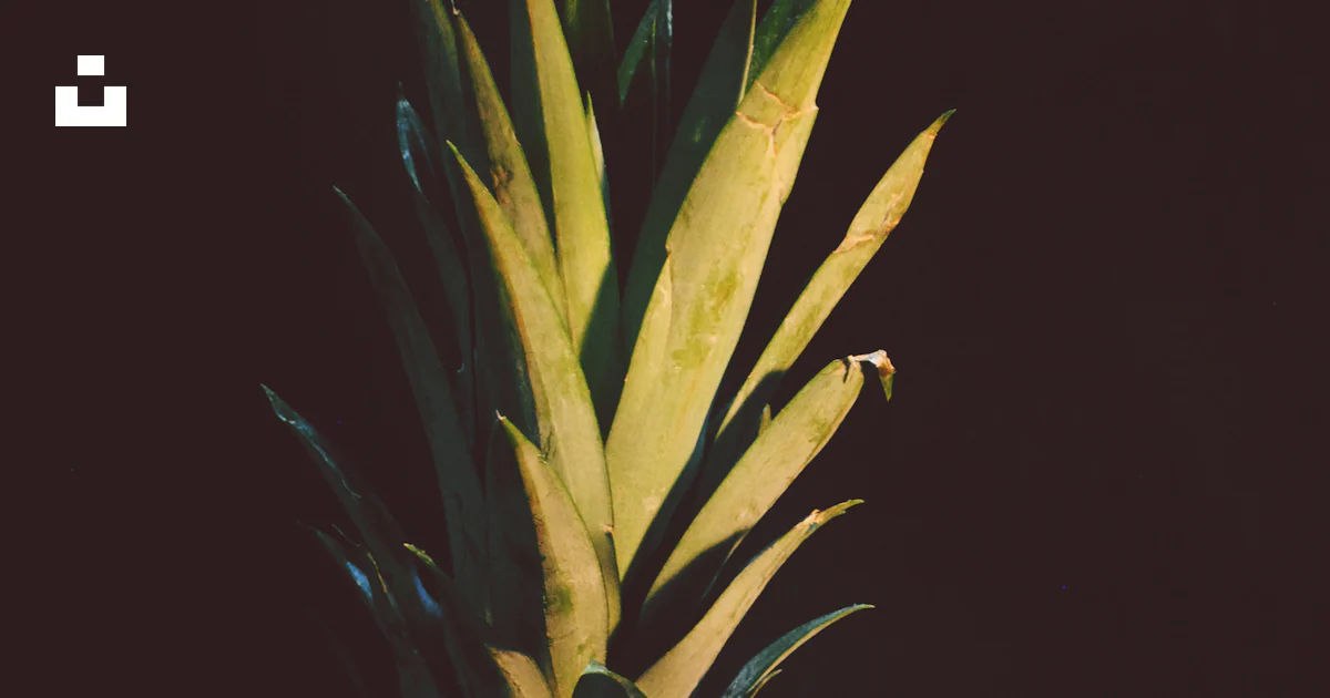 Photo of pineapple fruit photo – Free Fruit Image on Unsplash