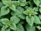 green leaves plant