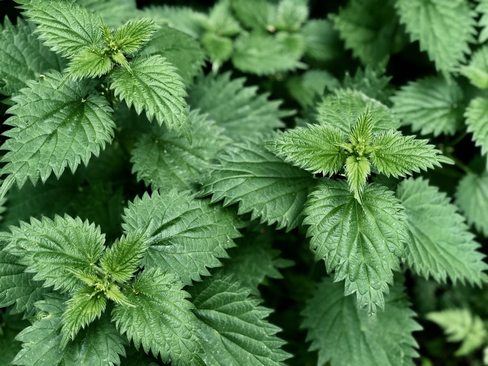 plante à feuilles vertes