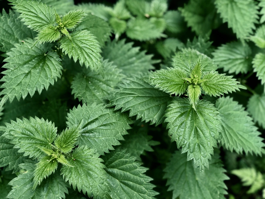 Manger des plantes sauvages, intéressant pour le cerveau ?