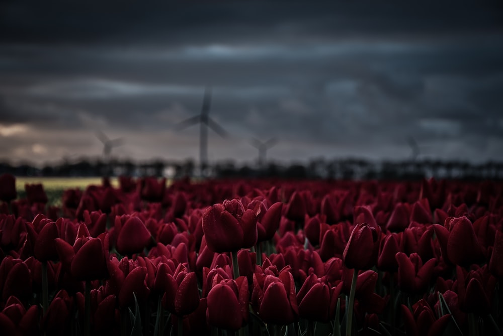 Photographie à mise au point peu profonde de fleurs de tulipes rouges