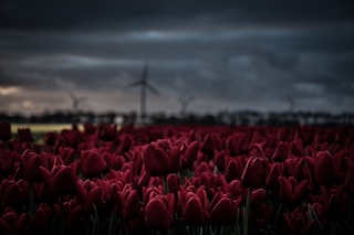 shallow focus photography of red tulip flowers