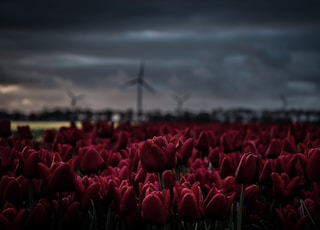 shallow focus photography of red tulip flowers