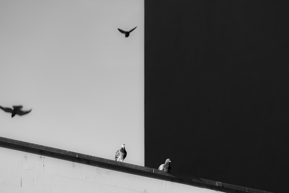 pigeon flying on air