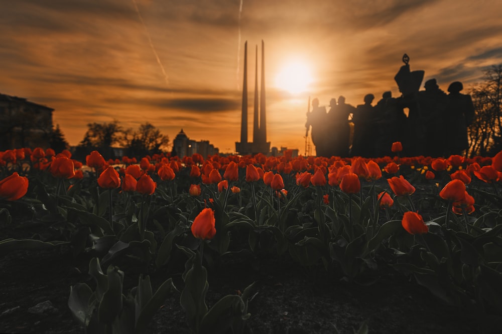 bed of orange tulip flowers