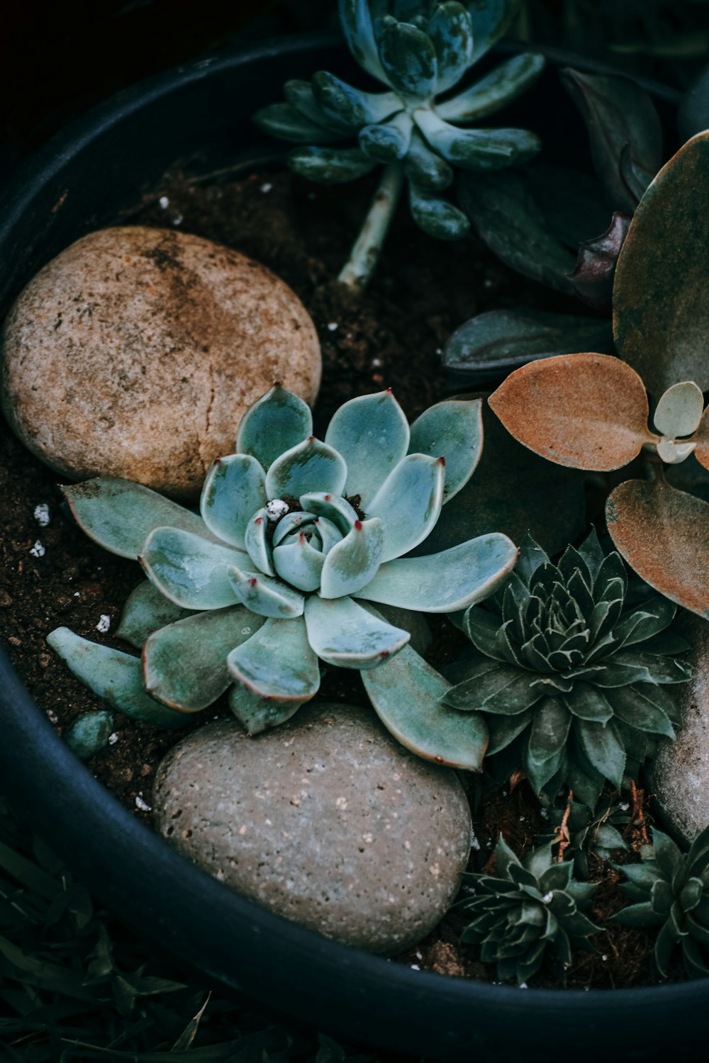 closeup photo of green succulent plant