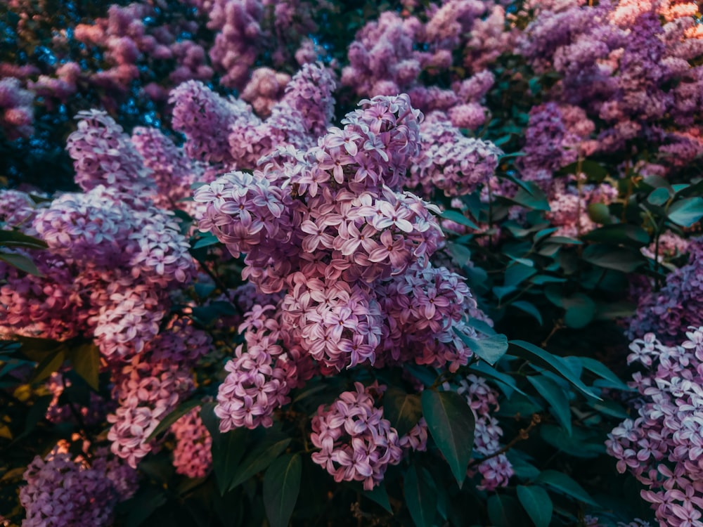 pink flowers