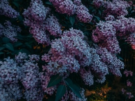 Clusters of vibrant purple lilac flowers densely packed together, surrounded by deep green leaves, creating a lush and aromatic scene.