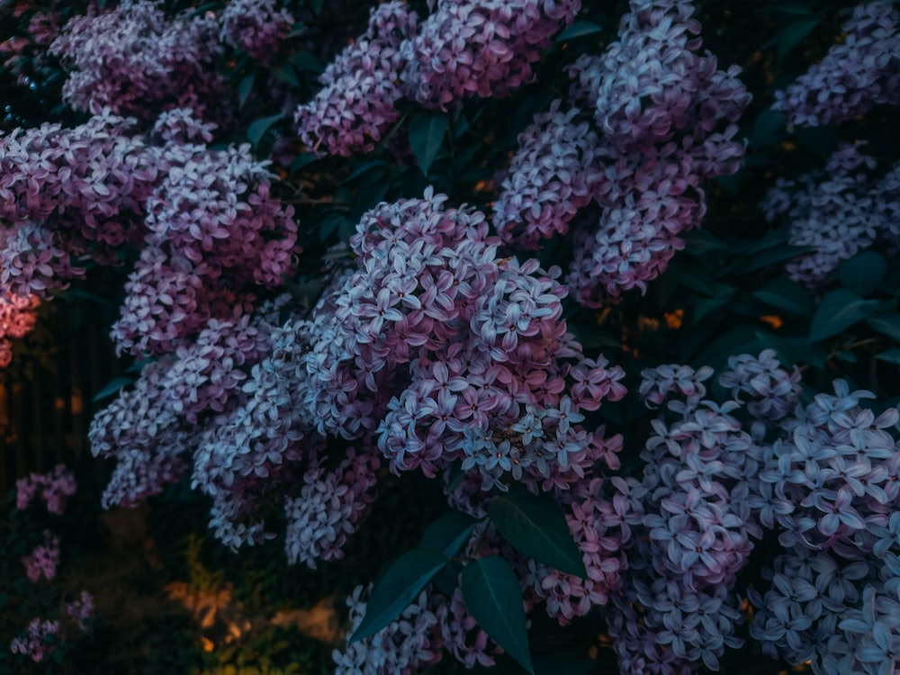 photograph of cluster of flowers