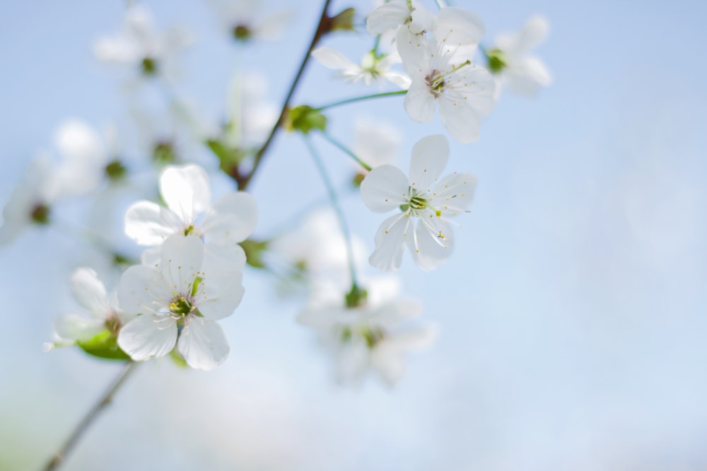 shallow focus photography of white petaled flowers