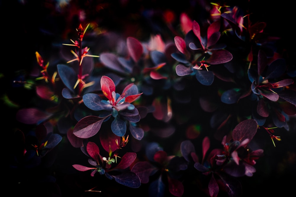 photographie superficielle de fleur