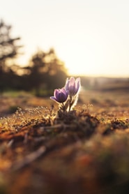 shallow focus photography of purple flowers