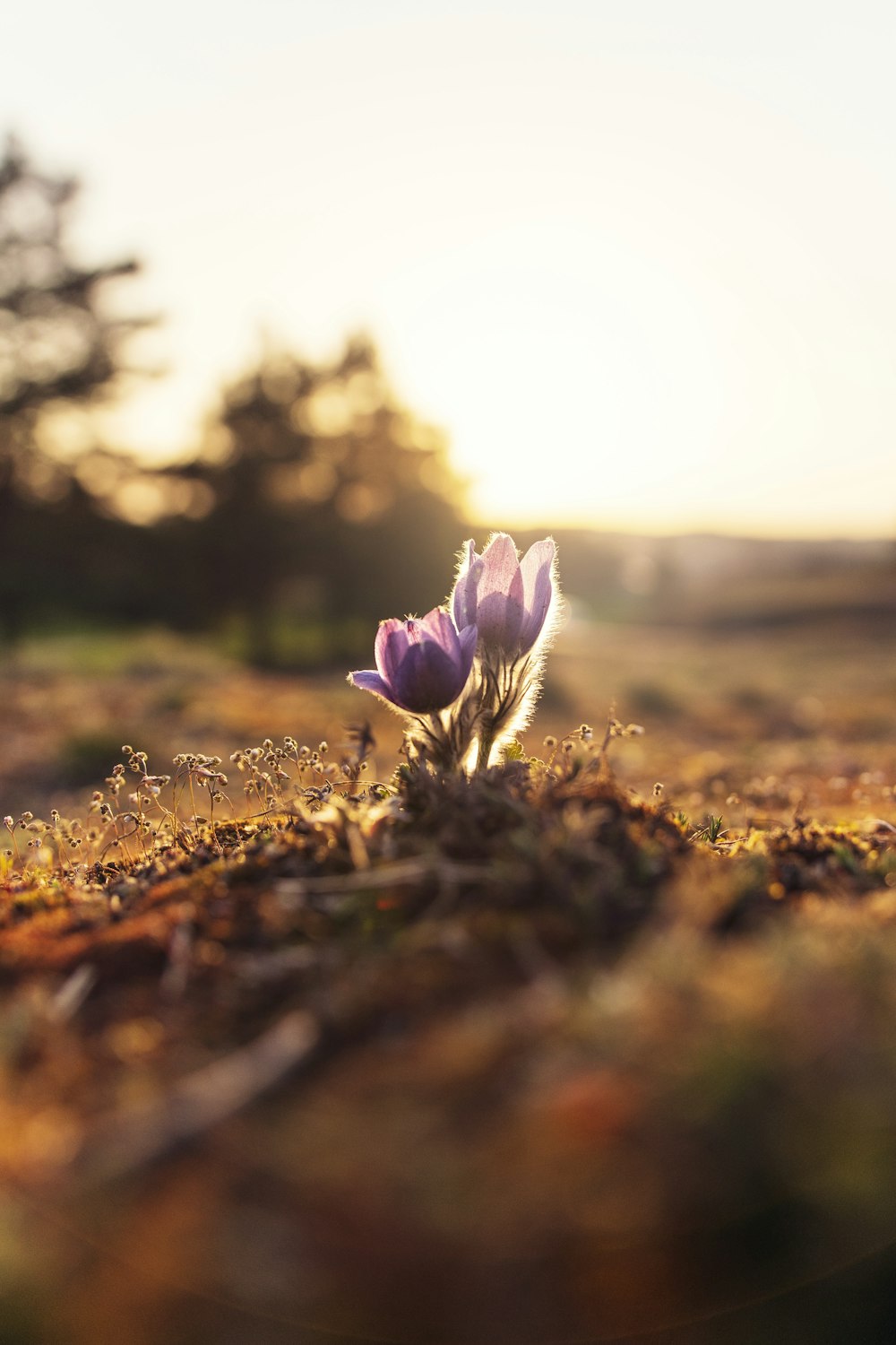 shallow focus photography of purple flowers