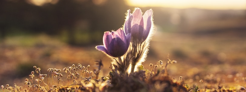 shallow focus photography of purple flowers