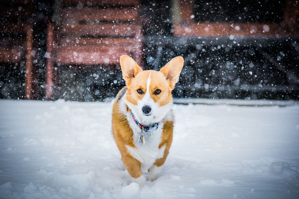 Pembroke Welsh corgi walking on snowy field