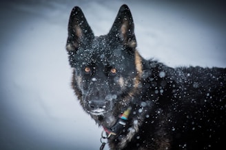 A German Shepherd dog is standing in a snowy environment, with snowflakes falling around it. The dog's fur is predominantly black with tan markings, and it wears a colorful collar. The background is a blurred white, suggesting a snow-covered landscape.