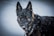A German Shepherd dog is standing in a snowy environment, with snowflakes falling around it. The dog's fur is predominantly black with tan markings, and it wears a colorful collar. The background is a blurred white, suggesting a snow-covered landscape.