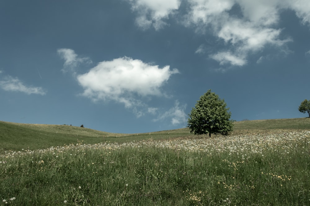 green leafed tree near flowers