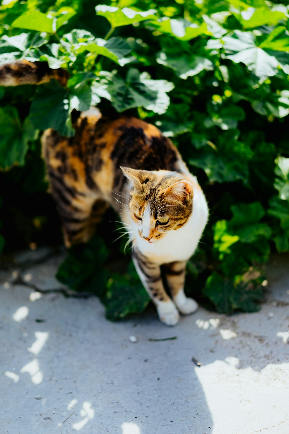 selective focus photography of brown and white cat beside green leaf plant