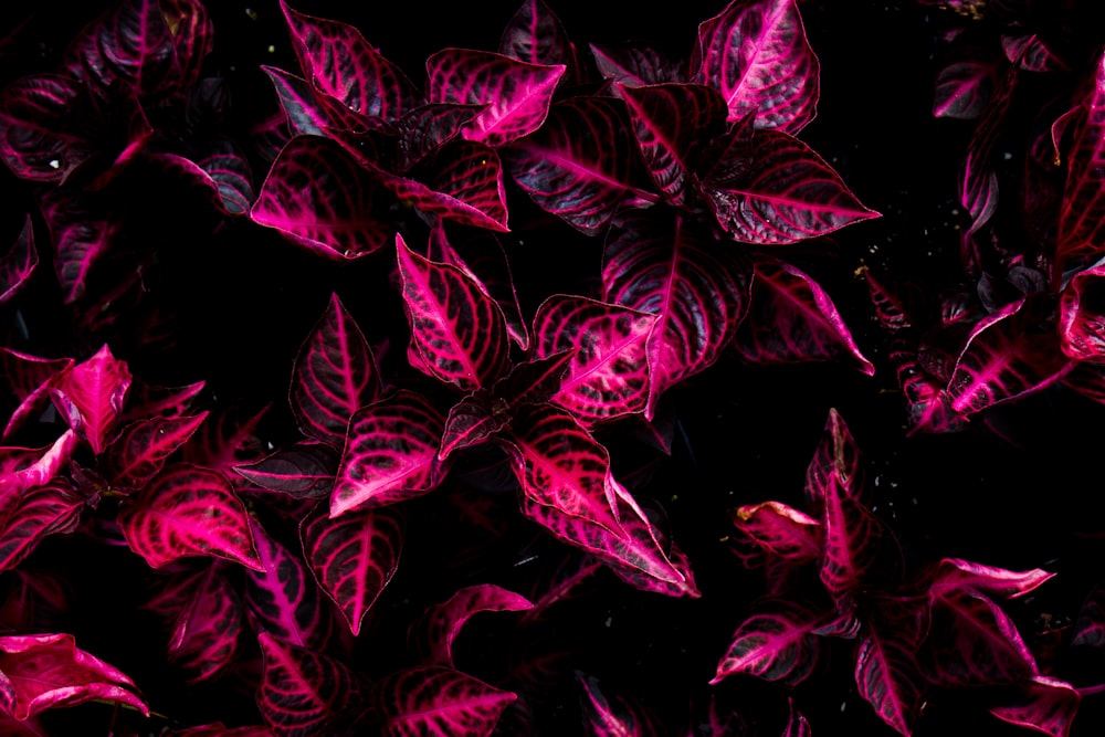 ピンクのコリウスの植物の上面図