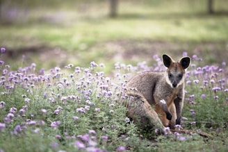 kangaroo surrounded by flowers