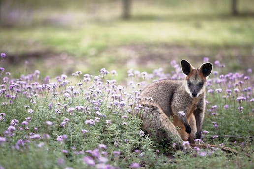 kangaroo surrounded by flowers